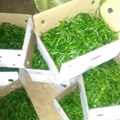 Fresh-4kg-Box-Packed-Green-Chilli