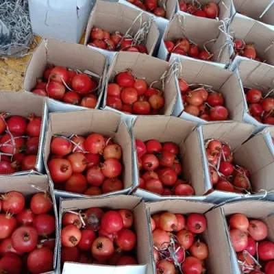 img-20210110-185114-352-jpg-500x500