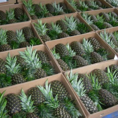 pinapples